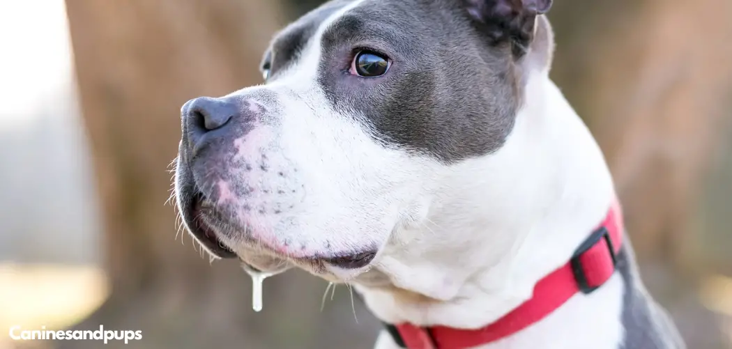 Pitbull Shaking and Drooling