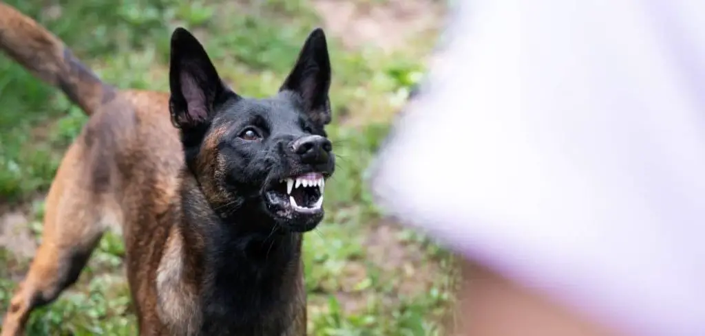 Dog barking and not eating
