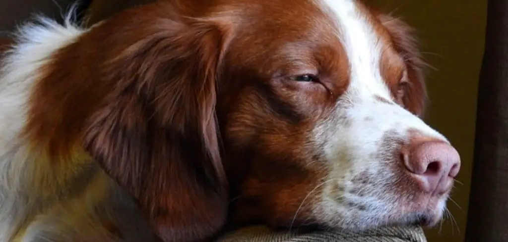 Dog Breathing Heavy and Drooling