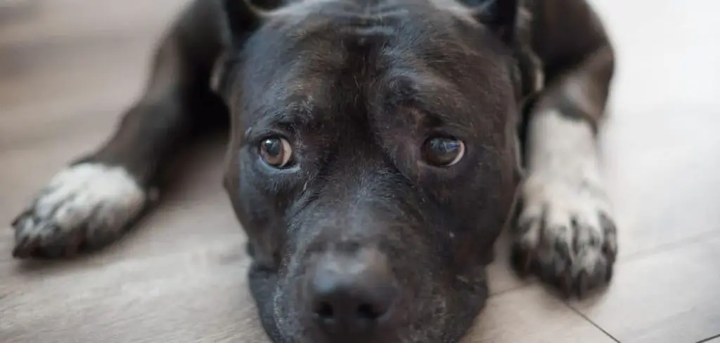 Dog diarrhea and bloat