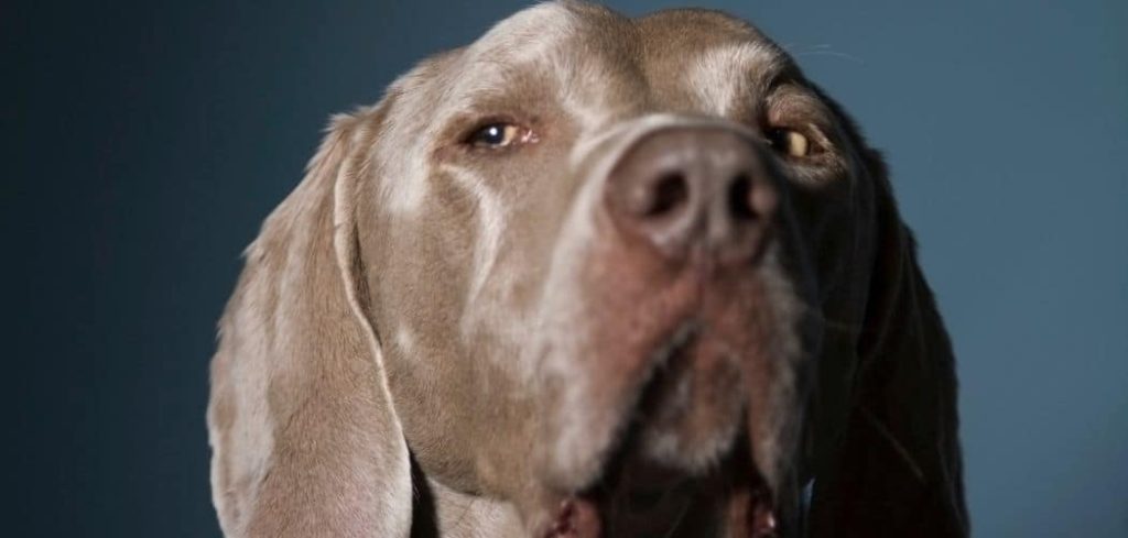 Dog drooling and licking excessively