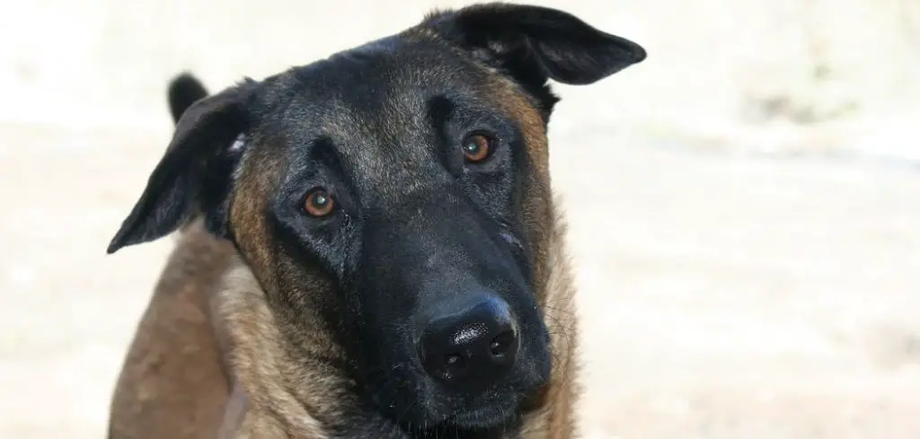 Dog drooling and not eating