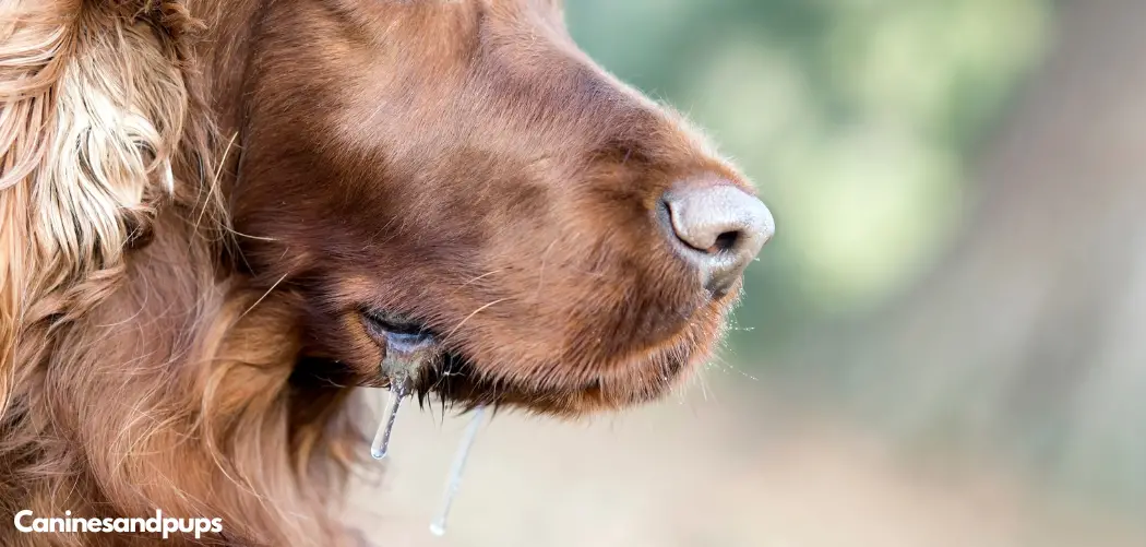 Dog drooling and shaking head