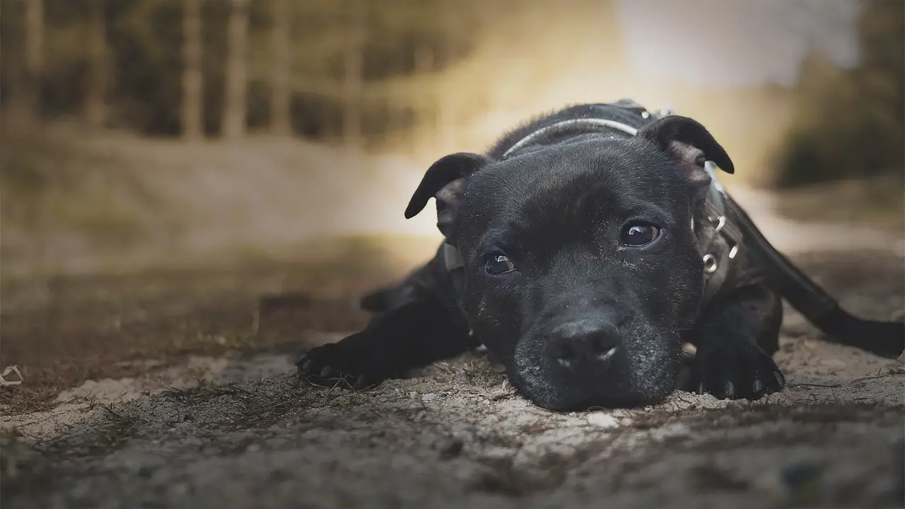 Dog eating dirt and poop