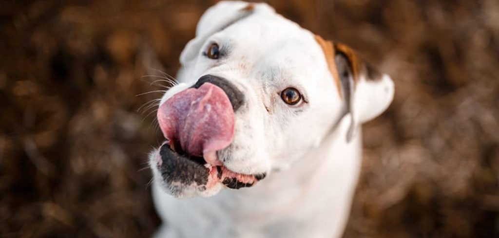 Dog licking and not eating