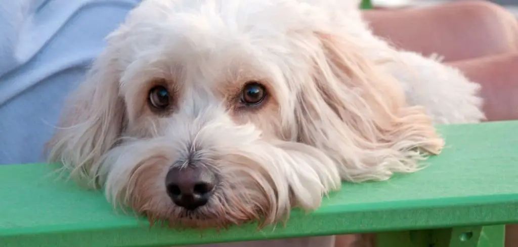 Dog not drinking water and not eating