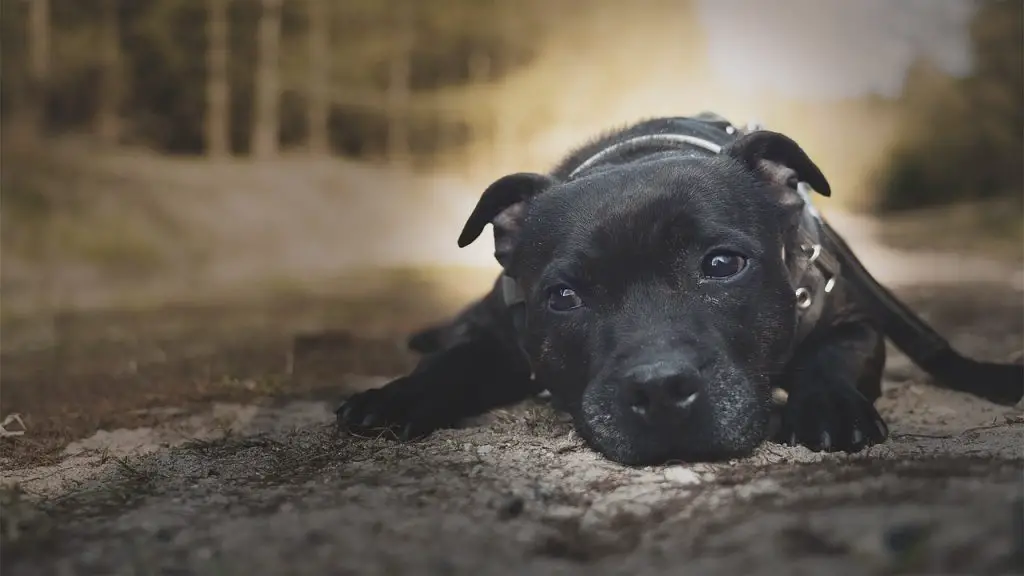 Dog not eating and sick