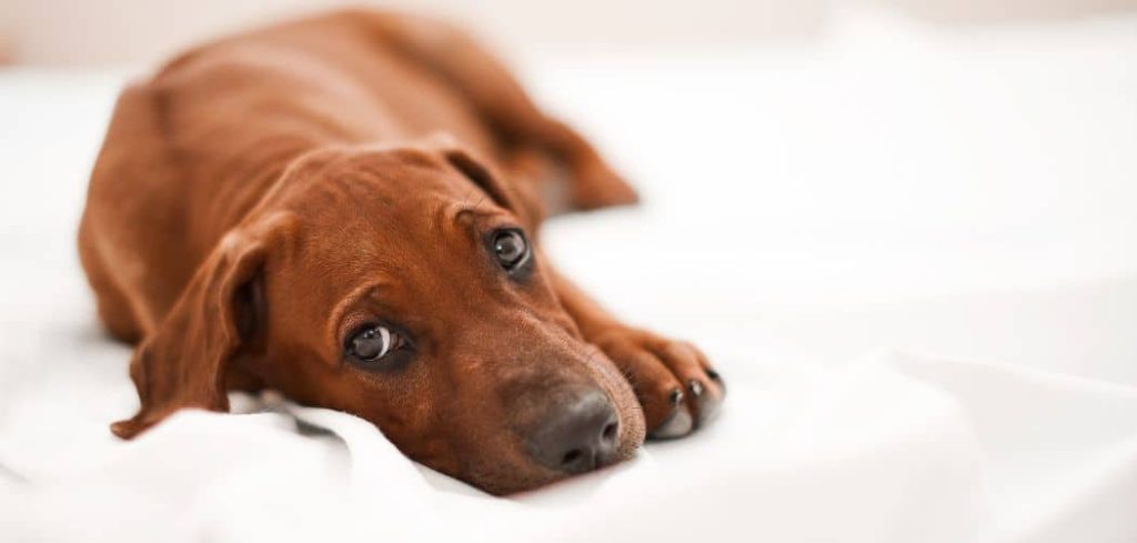Dog shaking and lethargic