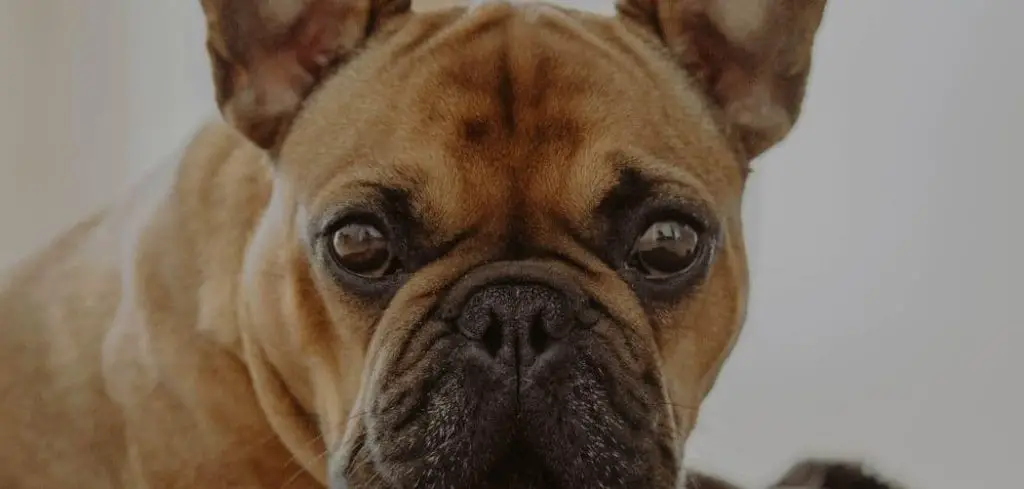 French Bulldog Throwing Up Undigested Food