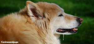 Puppy Grass Eating And Seizure Problems photo