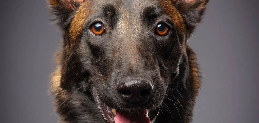 Why Do Belgian Malinois Click Their Teeth