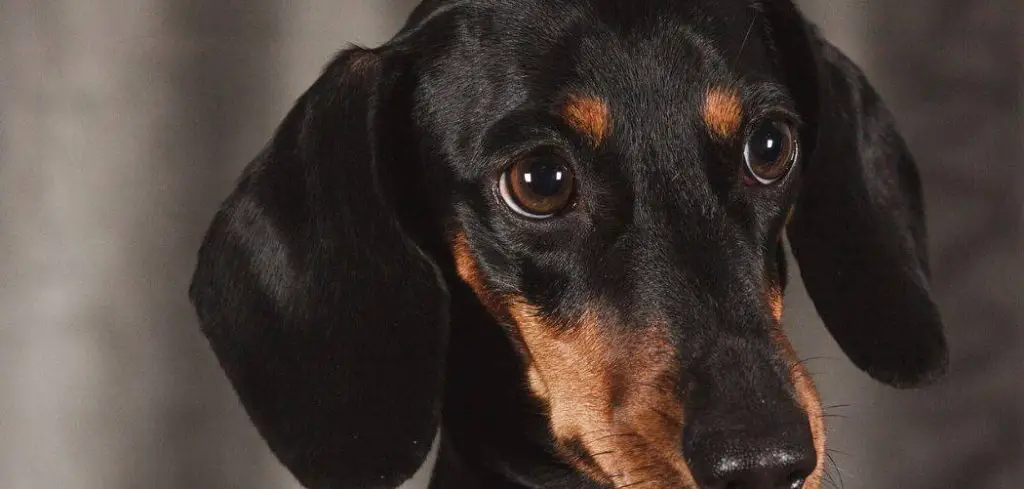 dog not eating and throwing up foam