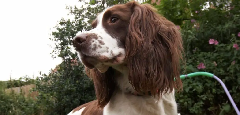 Can Dog Eating Grass Cause Bloody Stools