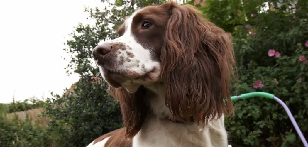 Can Dog Eating Grass Cause Bloody Stools
