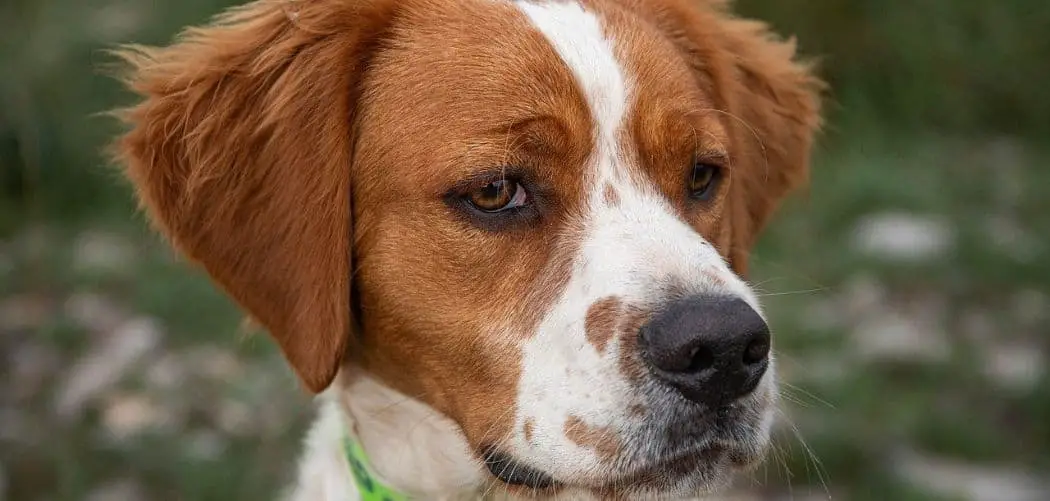 Dog Chocking, Coughing and Eating Grass