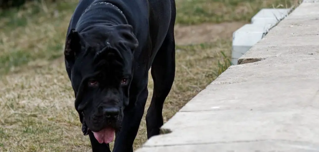 Dog eating grass and licking floor