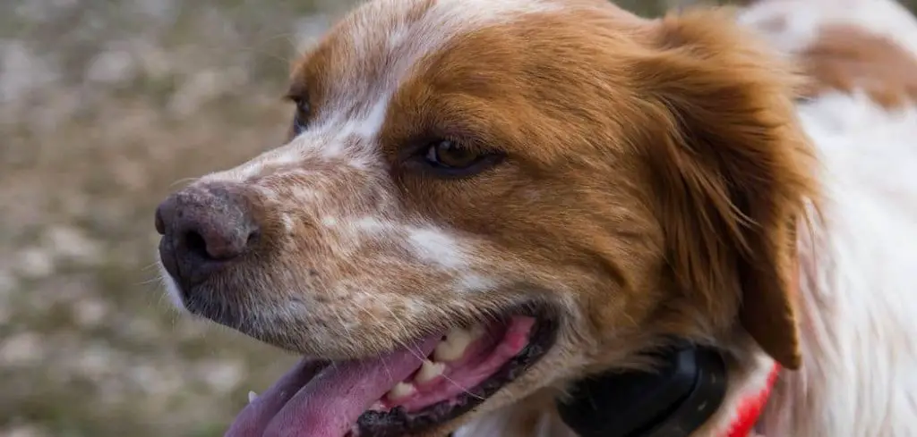 Dog Eating Grass and Licking Lips