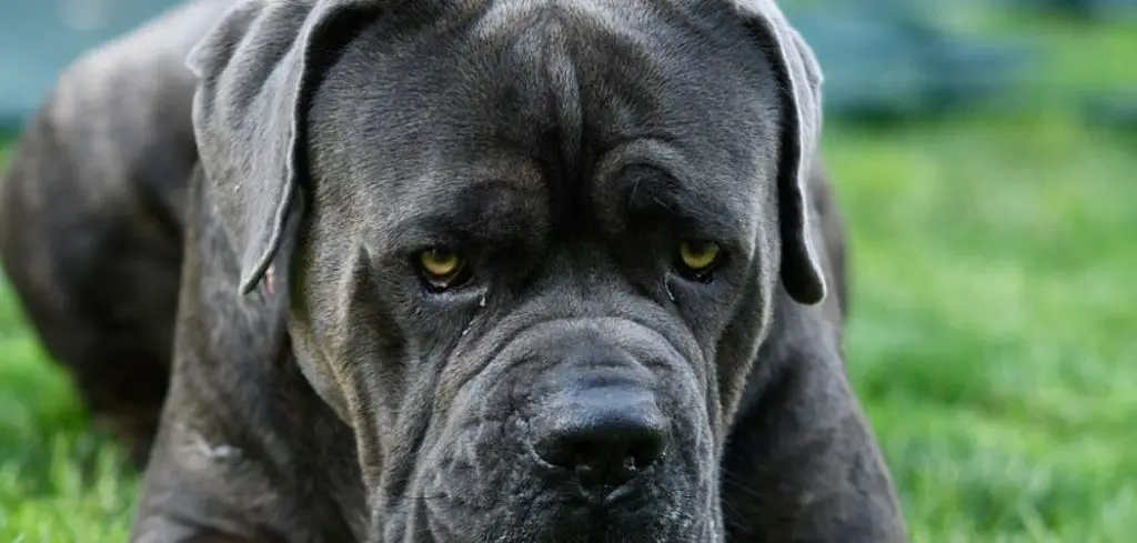 Dog eating grass and pooping blood