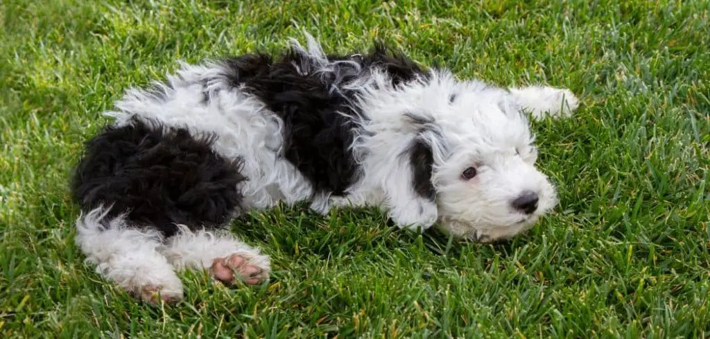 Dog Eating Grass and Throwing Up Yellow Foam