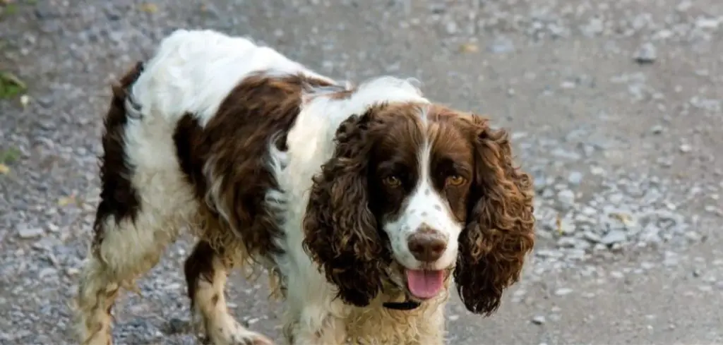 Dog Eating Leaves and Throwing Up