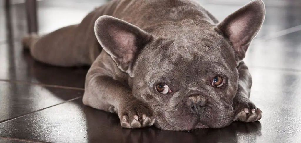 Dog has watery diarrhea with mucus