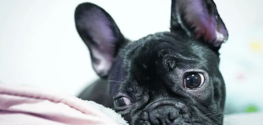 Frenchie Throwing Up Blood