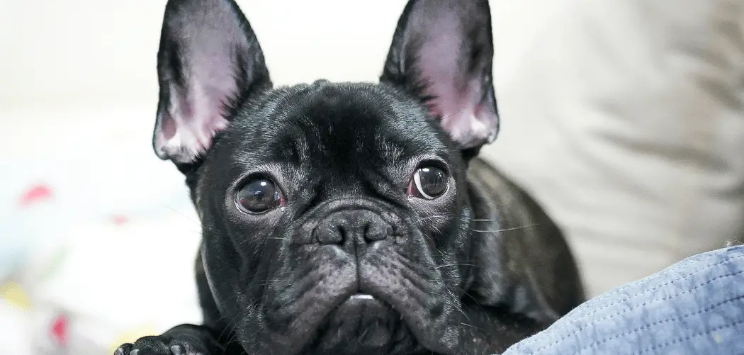 Frenchie Throwing Up Yellow Foam