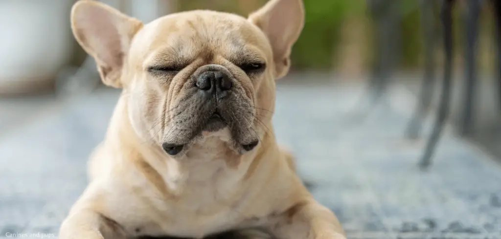 Frenchie Throwing Up Bubbly White Foam