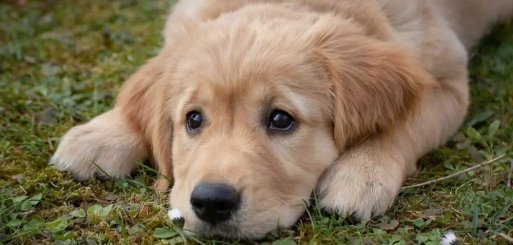 My Dog Keeps Eating and Vomiting