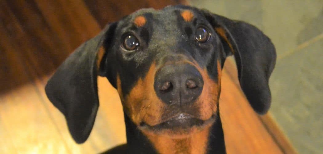 Puppy Diarrhea and Shaking