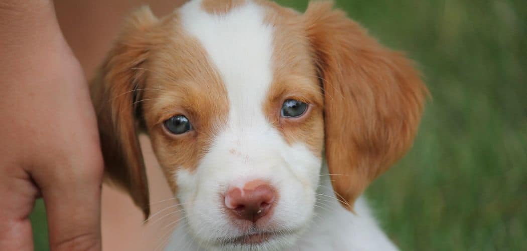 Puppy Eating Grass and Vomiting