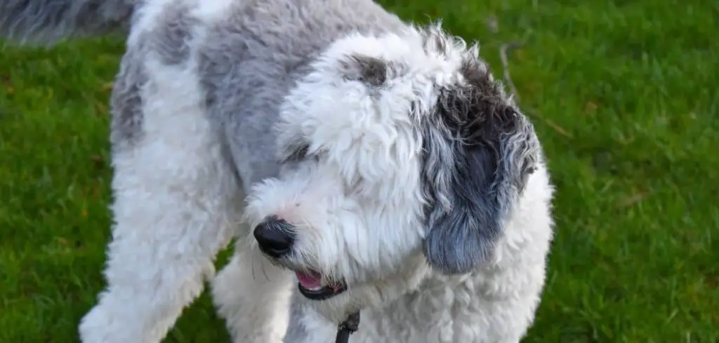 Why Does My Dog Keep Eating Grass To Vomit