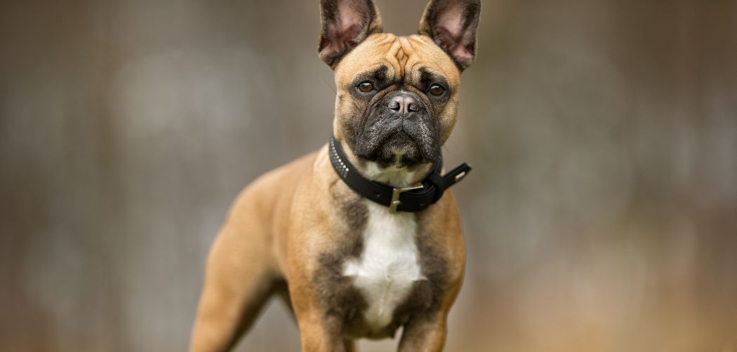 Do Frenchies Throw Up A Lot