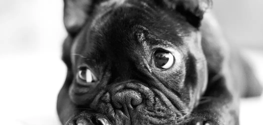 Do Frenchies Throw Up When Pregnant