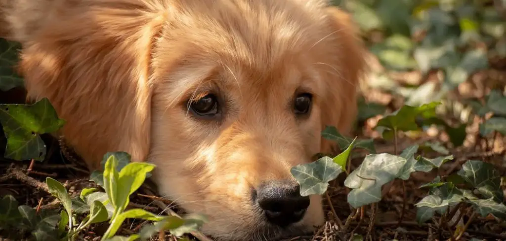 Dog Throwing Up and Diarrhea