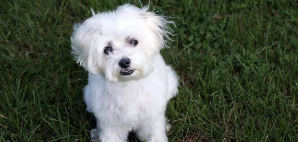 Dog Throwing Up and Diarrhea But Acting Normal