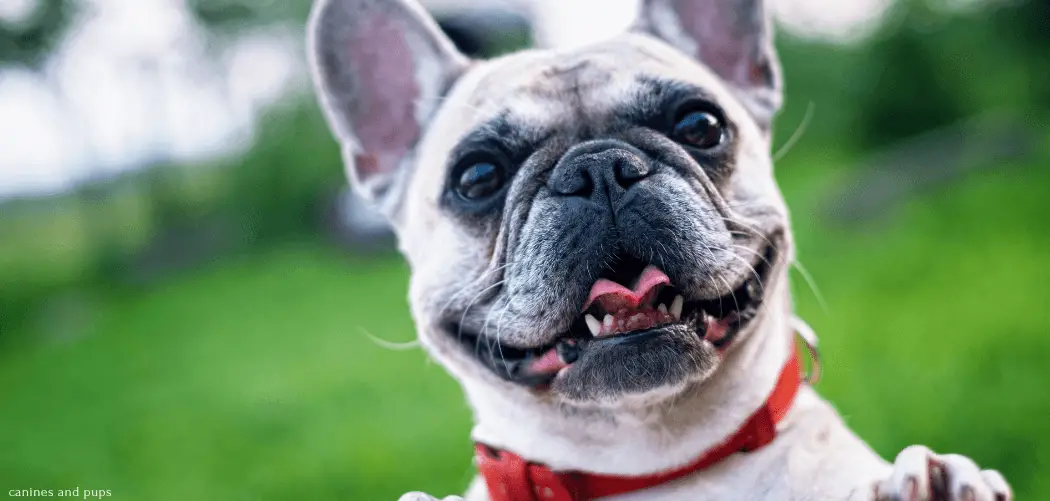 frenchie throwing up after drinking water