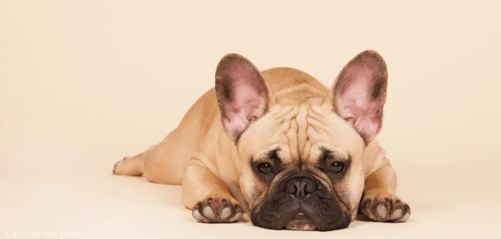 frenchie throwing up after eating