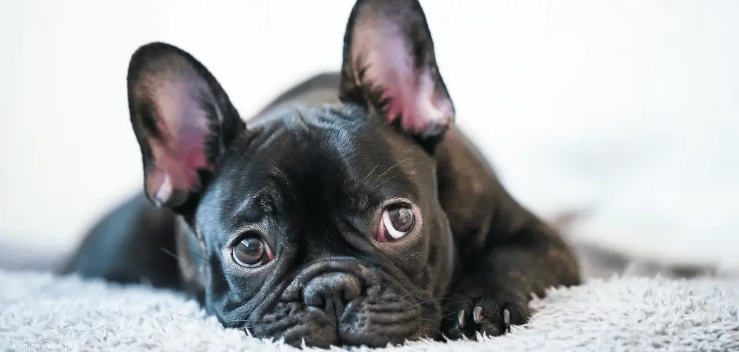 frenchie throwing up and not eating