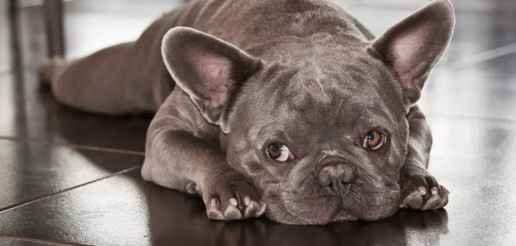 frenchie throwing up at night