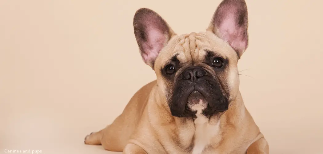 Frenchie Throwing Up Brown