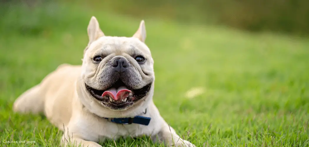 Frenchie Throws Up In The Morning