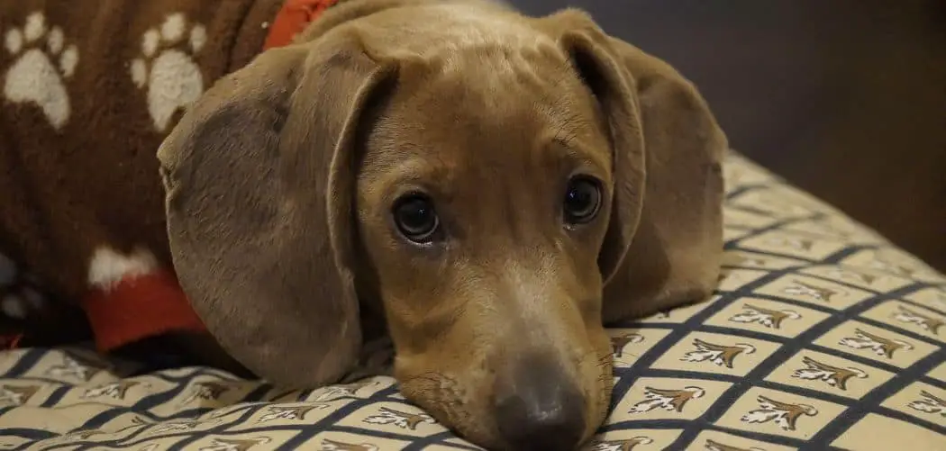 Old Dog Diarrhea and Losing Weight