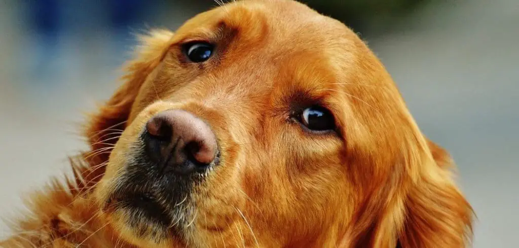 old dog vomiting and cant talk