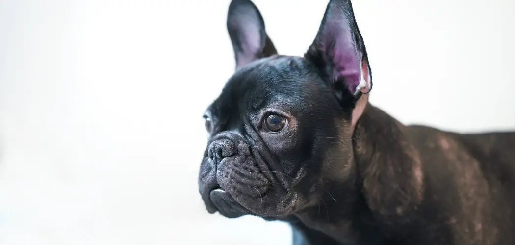 Why Does My Frenchie Throw Up Everyday