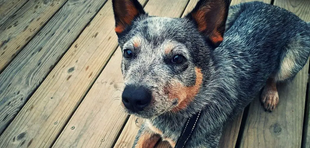 Dog Being Picky and Not Eating