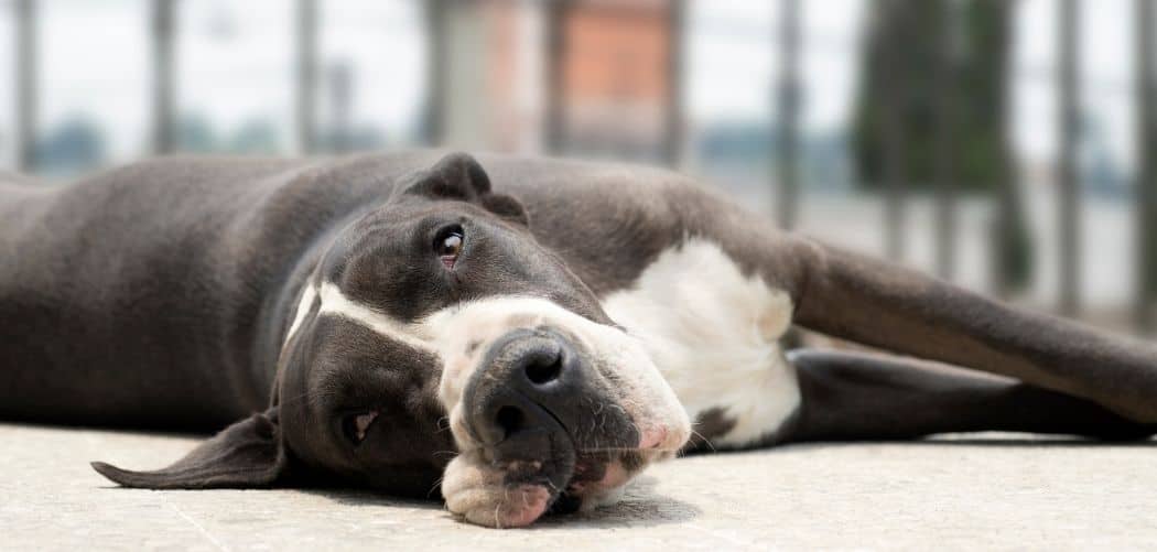 Dog Keeps Sleeping and Not Eating
