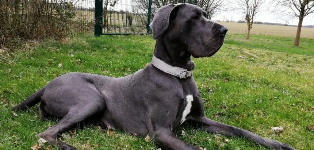 Dog Keeps Stretching and Not Eating