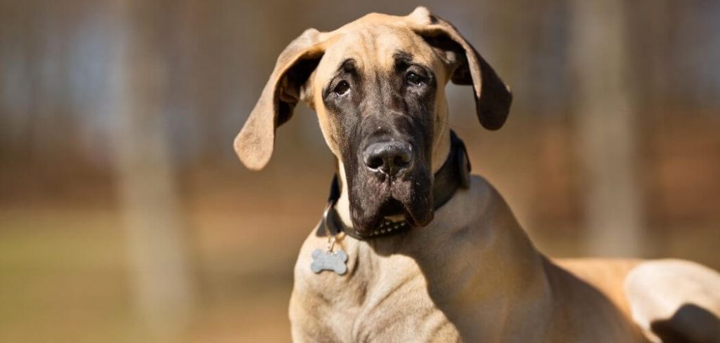 Dog Listless and Not Eating
