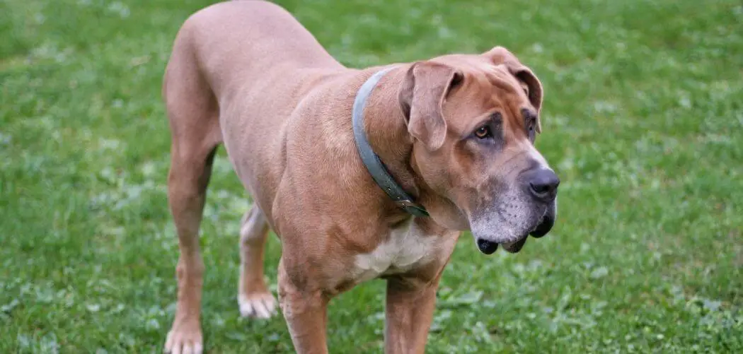 Dog Losing Balance and Not Eating